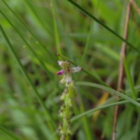 Salomonia ciliata (L.) DC.